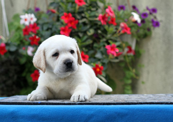 the little labrador puppy on a blue background