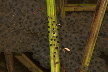 larve de grenouile agile, eggs of rana dalmatina temporary ponds