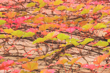 Scarlet autumnal background with wild grapes leaves. Purple, ruby fall leaves of a wild grapes on a house wall. Bright colorful autumn background.