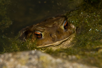 bufo bufo, toad crapaud commun dans l'eau water