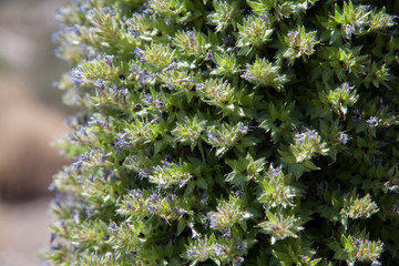 На острове/On an island