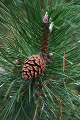 Obraz premium Pine cones