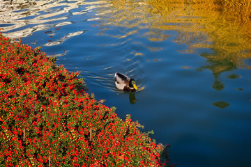 Male mallard duck on water