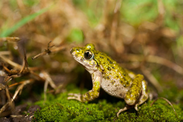 pelodytes ibericus, toad