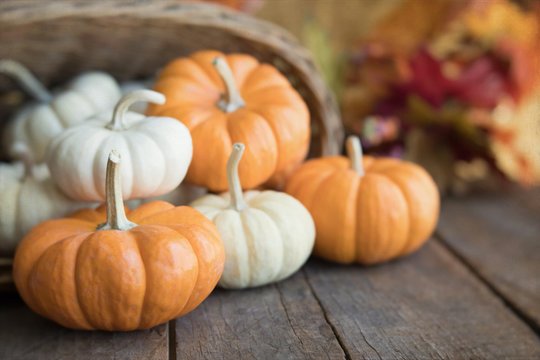 Fall themed photograph of orange and white mini pumpkins flowing out of a basket