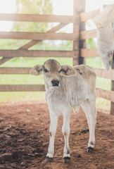 Newborn calf on farm (blurred background).