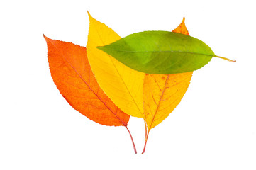 Colorful leaves isolated on white background