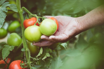 Outdoor shot of organic tomatoes in senior hand