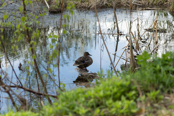 wild duck