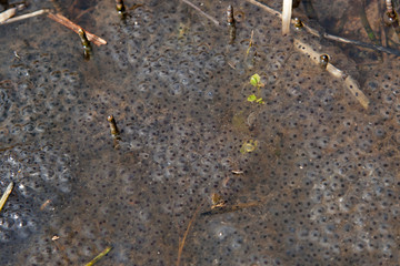 rana dalmatina, grenouille agile, reproduction toad 