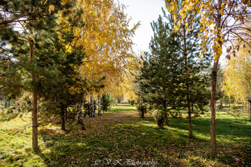 Naklejka premium autumn in the park