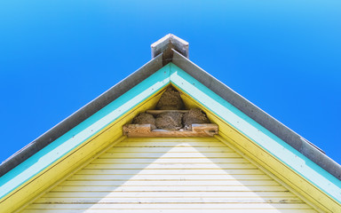 Nests Of Swallows Under The Roof Of A Village House
