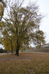 tree in the park
