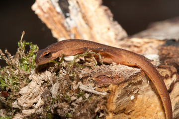 lissotriton boscai triton boscai triturus