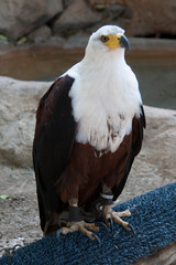 Птица/Bird
