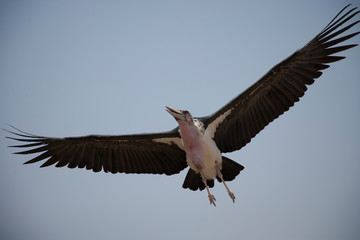 Птица/Bird