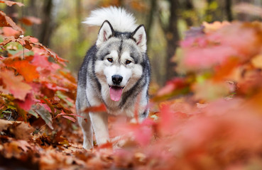 dog on an autumn walk