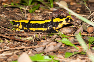 salamandre en automne