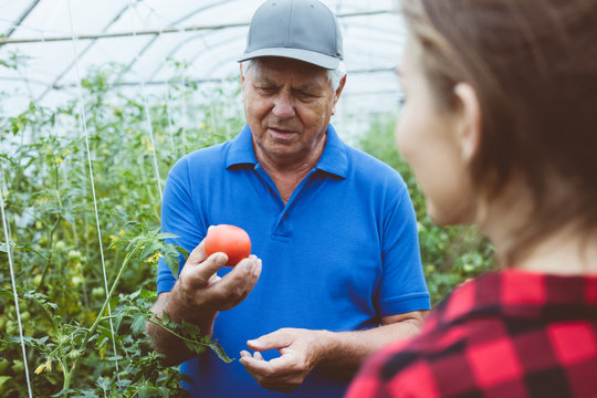 Senior farmer talking about tomatoes with young woman