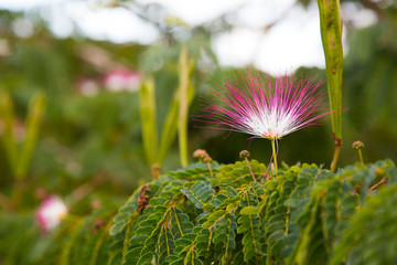 Tropical Flower