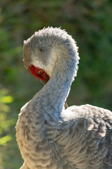Sandhill Crane grooming himself in the early morning sun