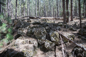 Лес/Forest