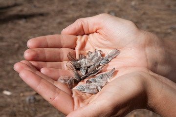 Руки/Hands