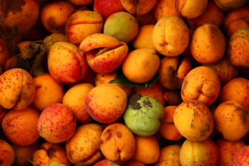 Naklejka na ściany i meble apricot village fees
