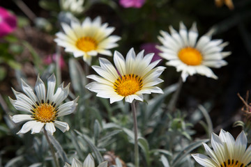 Obraz premium Цветы/Flowers