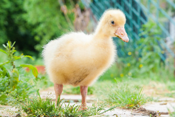 Goose chick (anser anser domesticus) in the garden with blurry background