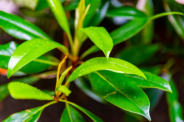 дендрарий, парковая зона, яркие зеленые листья