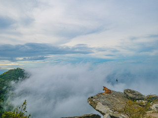 Dog on the rocky cliff with Foggy or mist Between the mountain on Khao Luang mountain in Ramkhamhaeng National Park,Sukhothai province Thailand