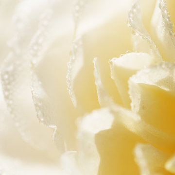 Fototapeta Unfocused blur cream color English rose petals, abstract romance background, pastel and soft flower card