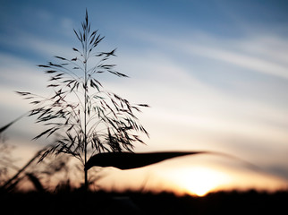 Straws and reeds against a gentle lakeside sunset