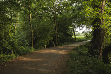 Fototapeta premium Wanderweg im Wald