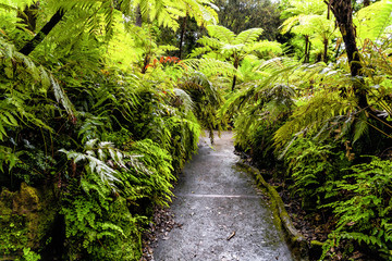 Italy, Naples, Reale Orto Botanico