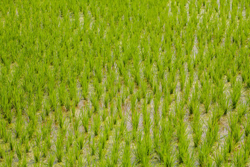 Detail of paddy field.