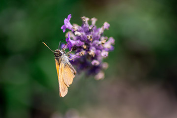 butterfly on a lavender flower