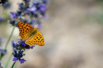 butterfly on flower