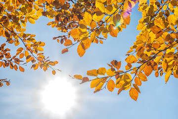 Tree with yellow autumns foliage