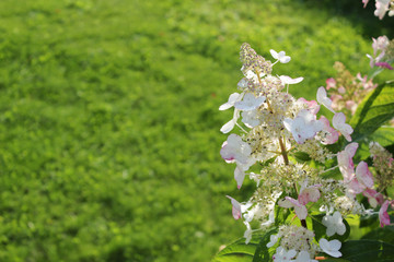 Blooming cultivar panicled Hydrangea paniculata in the autumn garden.