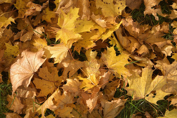 Beautifull autumns foliage on the lawn