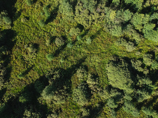 Forest from height