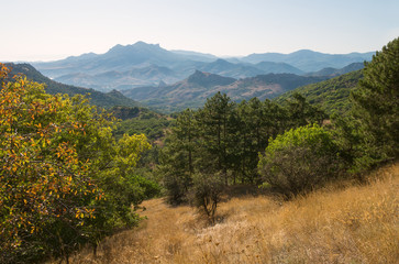 Coniferous trees on the slopes of Karadag reserve