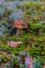 Mushroom Boletus over Wooden Background. Autumn Cep Mushrooms. Cooking delicious organic mushroom. Gourmet food
