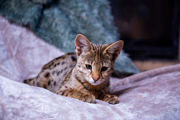 The Savannah cat F1 sits on the plaid