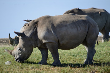 Naklejka premium A close up photo of an endangered white rhino / rhinoceros face,horn and eye. South Africa