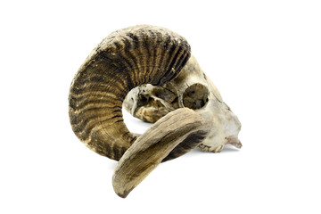 Fototapeta premium goat skull with horns on white isolated background