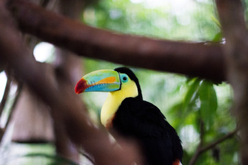 Through the Branches