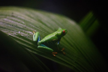 Ready to Leap